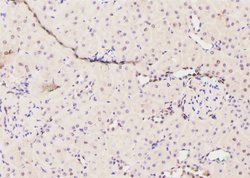 Invitrogen Phospho-GATA2 (Ser401) Polyclonal Antibody 100 &mu;L | Buy Online | Invitrogen&trade; | Fisher Scientific
