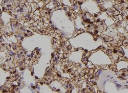 Invitrogen Phospho-EphA2 (Tyr588) Polyclonal Antibody 100 &mu;L; Unconjugated:Antibodies,