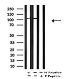 Invitrogen Phospho-EphA2 (Tyr588) Polyclonal Antibody 100 &mu;L; Unconjugated:Antibodies,