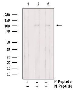 Invitrogen Phospho-EphA2 (Tyr772) Polyclonal Antibody 100 μL; Unconjugated:Antibodies,