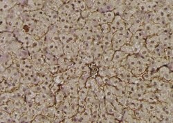 Invitrogen Phospho-EphA2 (Thr587) Polyclonal Antibody 100 &mu;L; Unconjugated:Antibodies,