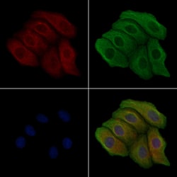 Invitrogen Phospho-EphA2 (Ser901) Polyclonal Antibody 100 &mu;L; Unconjugated:Antibodies,