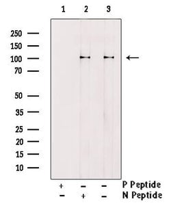 Invitrogen Phospho-EphA2 (Ser901) Polyclonal Antibody 100 &mu;L; Unconjugated:Antibodies,