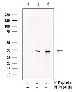 Invitrogen Phospho-MARCKS (Ser27) Polyclonal Antibody 100 &mu;L; Unconjugated:Antibodies,