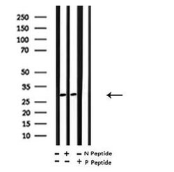Invitrogen Phospho-MARCKS (Ser27) Polyclonal Antibody 100 &mu;L; Unconjugated:Antibodies,