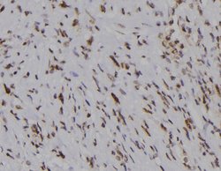 Invitrogen Phospho-WEE1 (Ser139) Polyclonal Antibody 100 &mu;L; Unconjugated:Antibodies,