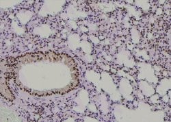 Invitrogen Phospho-WEE1 (Ser139) Polyclonal Antibody 100 &mu;L; Unconjugated:Antibodies,