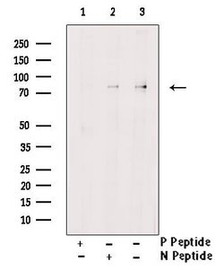 Invitrogen Phospho-WEE1 (Ser139) Polyclonal Antibody 100 &mu;L; Unconjugated:Antibodies,