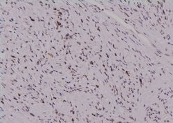 Invitrogen Phospho-cdc25C (Thr48) Polyclonal Antibody 100 &mu;L; Unconjugated:Antibodies,