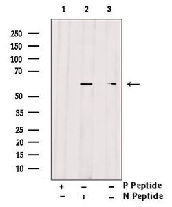 Invitrogen Phospho-cdc25C (Thr48) Polyclonal Antibody 100 &mu;L; Unconjugated:Antibodies,