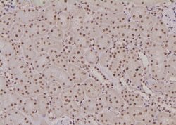 Invitrogen Phospho-MCM4 (Ser88) Polyclonal Antibody 100 μL; Unconjugated:Antibodies,
