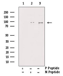 Invitrogen Phospho-MCM4 (Ser88) Polyclonal Antibody 100 μL; Unconjugated:Antibodies,