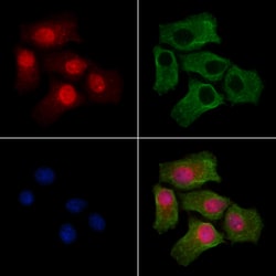 Invitrogen Phospho-mTOR (Ser2454) Polyclonal Antibody 100 &mu;L; Unconjugated:Antibodies,