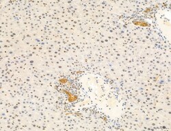 Invitrogen Phospho-mTOR (Ser2454) Polyclonal Antibody 100 &mu;L; Unconjugated:Antibodies,