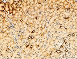 Invitrogen Phospho-mTOR (Ser2454) Polyclonal Antibody 100 &mu;L; Unconjugated:Antibodies,