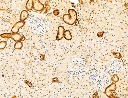 Invitrogen Phospho-mTOR (Ser2454) Polyclonal Antibody 100 &mu;L; Unconjugated:Antibodies,