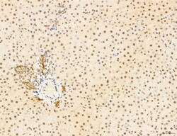 Invitrogen Phospho-mTOR (Ser2454) Polyclonal Antibody 100 &mu;L; Unconjugated:Antibodies,