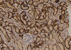 Invitrogen Phospho-mTOR (Ser2454) Polyclonal Antibody 100 &mu;L; Unconjugated:Antibodies,