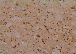 Invitrogen Phospho-mTOR (Ser2454) Polyclonal Antibody 100 &mu;L; Unconjugated:Antibodies,