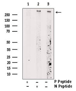 Invitrogen Phospho-mTOR (Ser2454) Polyclonal Antibody 100 &mu;L; Unconjugated:Antibodies,