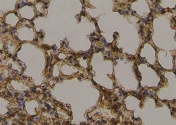 Invitrogen Phospho-WASP (Tyr291) Polyclonal Antibody 100 &mu;L; Unconjugated:Antibodies,