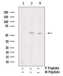 Invitrogen Phospho-WASP (Tyr291) Polyclonal Antibody 100 &mu;L; Unconjugated:Antibodies,