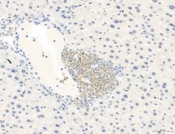 Invitrogen Phospho-WASP (Tyr291) Polyclonal Antibody 100 &mu;L; Unconjugated:Antibodies,