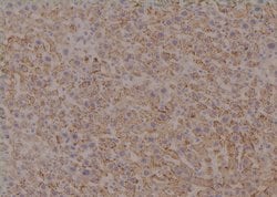 Invitrogen Phospho-CrkL (Tyr251) Polyclonal Antibody 100 μL; Unconjugated:Antibodies,