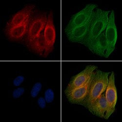 Invitrogen Phospho-CrkL (Tyr198) Polyclonal Antibody 100 &mu;L; Unconjugated:Antibodies,