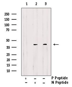 Invitrogen Phospho-CrkL (Tyr198) Polyclonal Antibody 100 &mu;L; Unconjugated:Antibodies,