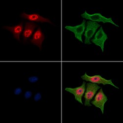 Invitrogen Phospho-MAPKAPK2 (Thr334) Polyclonal Antibody 100 &mu;L; Unconjugated:Antibodies,