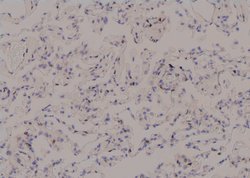 Invitrogen Phospho-MAPKAPK2 (Thr334) Polyclonal Antibody 100 &mu;L; Unconjugated:Antibodies,