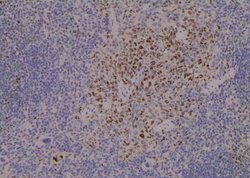 Invitrogen Phospho-MAPKAPK2 (Thr334) Polyclonal Antibody 100 &mu;L; Unconjugated:Antibodies,