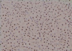 Invitrogen Phospho-MAPKAPK2 (Thr334) Polyclonal Antibody 100 &mu;L; Unconjugated:Antibodies,