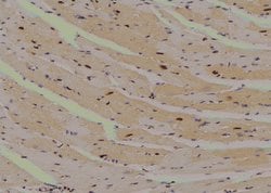 Invitrogen Phospho-MAPKAPK2 (Thr221, Thr222) Polyclonal Antibody 100 μL;