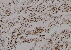 Invitrogen Phospho-C/EBP alpha (Thr226) Polyclonal Antibody 100 &mu;L;