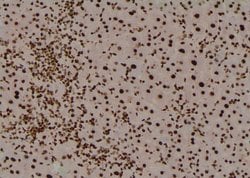 Invitrogen Phospho-C/EBP alpha (Thr226) Polyclonal Antibody 100 &mu;L;