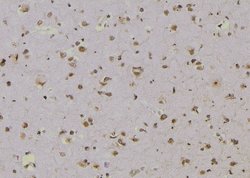 Invitrogen Phospho-GSK3B (Ser25) Polyclonal Antibody 100 &mu;L; Unconjugated:Antibodies,