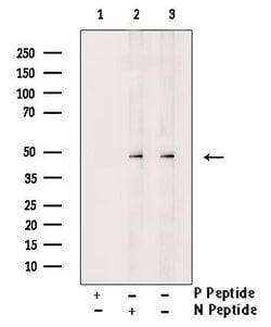 Invitrogen Phospho-GSK3B (Ser25) Polyclonal Antibody 100 &mu;L; Unconjugated:Antibodies,