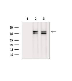 Invitrogen Phospho-CDK7 (Ser164) Polyclonal Antibody 100 &mu;L; Unconjugated:Antibodies,