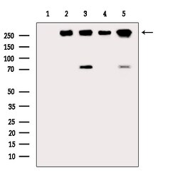 Invitrogen Phospho-BRCA2 (Ser2095) Polyclonal Antibody 100 μL; Unconjugated:Antibodies,