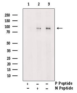 Invitrogen Phospho-RSK2 (Thr577) Polyclonal Antibody 100 &mu;L; Unconjugated:Antibodies,