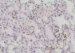 Invitrogen Phospho-PLK1 (Tyr217) Polyclonal Antibody 100 &mu;L; Unconjugated:Antibodies,