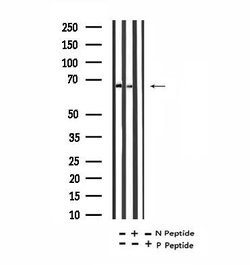 Invitrogen Phospho-PLK1 (Tyr217) Polyclonal Antibody 100 &mu;L; Unconjugated:Antibodies,