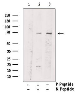 Invitrogen Phospho-PLK1 (Tyr217) Polyclonal Antibody 100 &mu;L; Unconjugated:Antibodies,