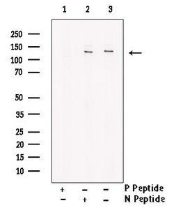 Invitrogen Phospho-p130Cas (Tyr267) Polyclonal Antibody 100 μL; Unconjugated:Antibodies,