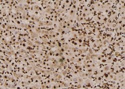Invitrogen Phospho-p130Cas (Tyr387) Polyclonal Antibody 100 μL; Unconjugated:Antibodies,