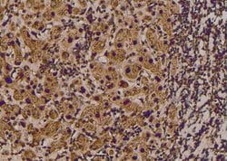 Invitrogen Phospho-RHOA (Thr100) Polyclonal Antibody 100 &mu;L | Buy Online | Invitrogen&trade; | Fisher Scientific