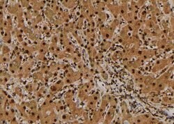 Invitrogen Phospho-YBX1 (Ser176) Polyclonal Antibody 100 &mu;L; Unconjugated:Antibodies,