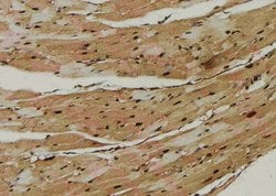 Invitrogen Phospho-YBX1 (Ser176) Polyclonal Antibody 100 &mu;L; Unconjugated:Antibodies,